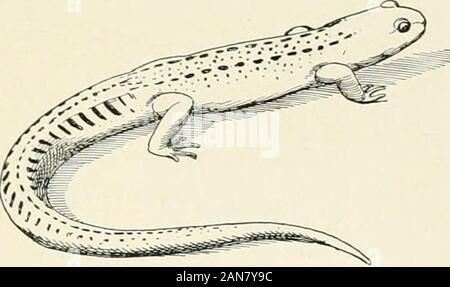 The turtles, snakes, frogs and other reptiles and amphibians of New England and the north . 2. Red Newt. Dicmydylus miniatus.Length, three-and-one-half inches: similar to above, but bright red. Under stones on land. 3. Spring Newt. Desmognatlius fusia.Length, four inches : blacUish-ljrown, with gray spots ; marbled underneath. Common in springs: very lively. (43) 4. Striped 5aiamander. Spelerpes bilincctus.Lengtli, three inches; yellow, with a dark stripe on each side ; beliy not spotted ; tail as long as body.. 5. Cave Salamander. Spckrpes hmgicanda.Length, five inches ; orange-yellow, with b Stock Photo
