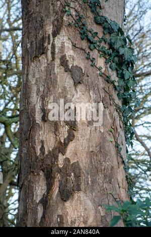 The bark of a plane tree (Platanus sp) Stock Photo