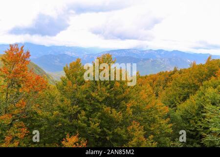 Autumn colors in Foreste casentinesi national park, Italy Stock Photo