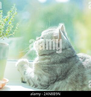 beautiful striped cat basking in the sun and looking out the window at the Sunny weather, a good day, bright background Stock Photo