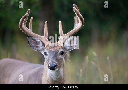 White-tailed deer buck (Odocoileus virginianus) with velvet antlers in the early morning light in summer in Canada Stock Photo
