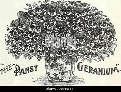 Bulbs, plants, and seeds for autumn planting : 1897 . scarlet.Mme. La C. de Pot. Salmon.Price, 15c. each, $1..50 per doz.; set of 8 for SI.00. HELIOTROPES (in variety). Indispensable for bouquets and vases of flowers. Theirrich tints of lavender, blue and purple, and exquisitevauilla perfume, are familiar to all. 10c. each, $1.00per doz. SELAGINELLA EMILIANA. A beautiful variety, fine as a Fernand excellent for pot culture. 25c.each, $2.25 per doz. PANSY GERANIUM. (The Old-fashionedLady WashingtonGeranium.) We take pleasure in being ableto offer plants of this very usefulPelargonium. There is Stock Photo