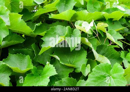 Green grapevine leaves texture closeup. Natural background Stock Photo