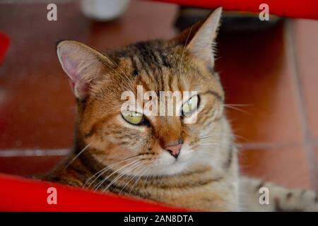 Close up of beautiful tabby cat resting under a red rocking chair.  Portrait. Stock Photo