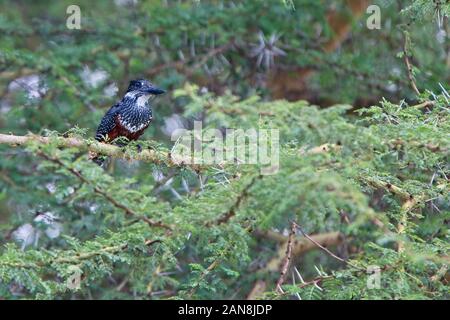 Giant Kingfisher (Megaceryle maxima), female perched in a tree over Lake Naivasha, Kenya. Stock Photo