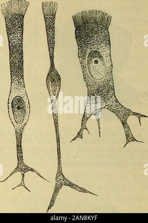 Carpenter's principles of human physiology . Various forms of Ciliated Epithelial Cellsfrom the trachea of a cat. cell-wall, and cell-contents, and their mouth in those lining the small intes-tines is closed by a striated membrane, the stria being by some believed torepresent fine pores, permitting the passageof oily and albuminous fluids. Fig. 21. Spheroidal epithelium is best seenin the acini of glands. The shape ofthe cells is expressed by their name:but the presence of a cell-wall is inmany instances doubtful. Theyappear to be masses of germinalmatter, and have been observed toexecute spon Stock Photo