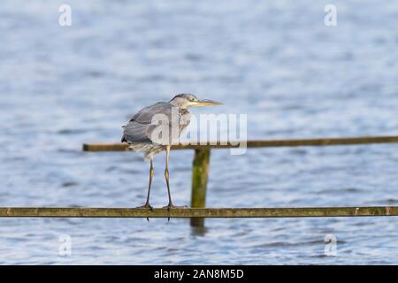 Rear view of wild UK grey heron bird (Ardea cinerea) isolated outdoors in summer sunshine on perching post at wetlands reserve. Stock Photo