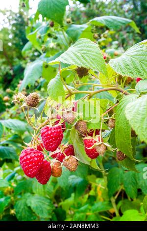 Red raspberries growing on a branch Stock Photo