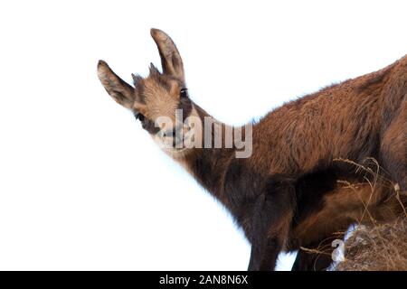 Baby Chamois In Nature Photograph by Ioan Panaite - Fine Art America