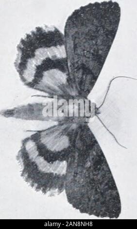 As nature shows them; moths and butterflies of the United States, east of the Rocky mountainsWith over 400 photographic illustrations in the text and many transfers of species from life . Q =