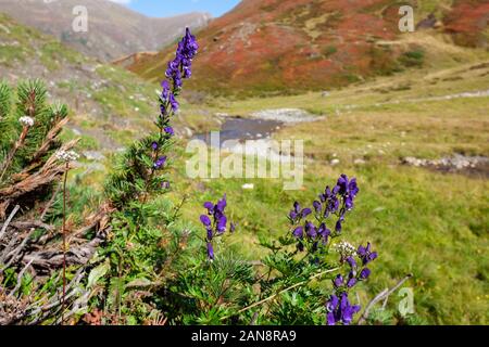 The upper course of the Mur (Mura) River in Austrian Alps Stock Photo