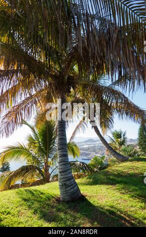 Beaches most cultivated palm in the world - Cocos Nucifera, Stock Photo