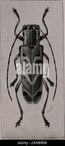 Bulletin . Plate XXV Fig. 1. Eeddish Elm Snout-bectle, Magchjlis ...