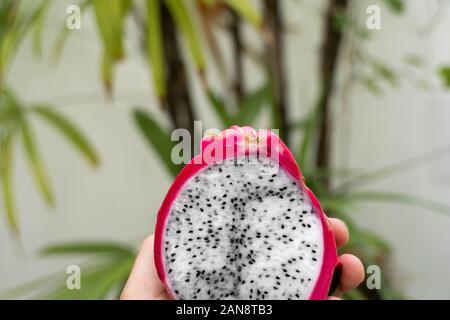 Male hand holding a dragon fruit with a palm tree on a background. Slice of white dragon fruit or pitaya. Tropical and exotic fruits. Healthy and Stock Photo