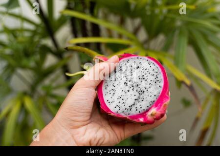 Male hand holding a dragon fruit with a palm tree on a background. Slice of white dragon fruit or pitaya. Tropical and exotic fruits. Healthy and Stock Photo