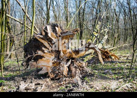 Fallen oak tree in spring forest with roots in the foreground Stock Photo