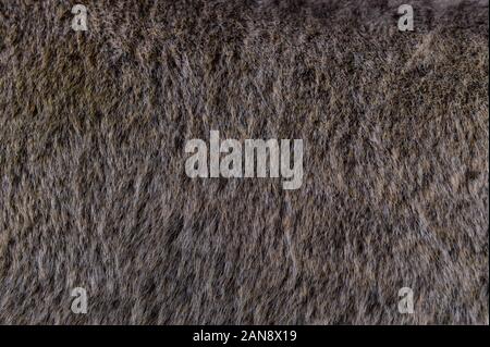 Gray fluffy fur texture patterns background Stock Photo