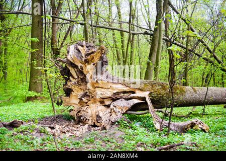 Fallen oak tree in spring forest with roots in the foreground. Consequences of a hurricane Stock Photo