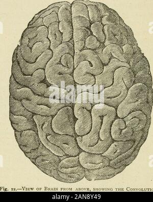 Brain and mind; or, Mental science considered in accordance withthe principles of phrenology, and in relation to modern physiology . plan, there is found a great difference inthe number and depth of these convolutions and thequantity of gray substance, and this difference will befound to correspond with the degree of intelligence.From the fact that the extent of this cineritious matterbears a general relation to the intelligence manifested, itis inferred that this portion of the brain is specially con-cerned in the exercise of thought, while the medullarymatter serves chiefly as a medium of co Stock Photo