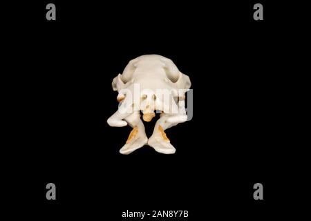 skull of a duck billed platypus - ornithorhynchus anatinus viewed from the front on a black background Stock Photo