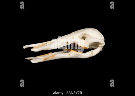 skull of a duck billed platypus - ornithorhynchus anatinus viewed from the right side on a black background Stock Photo