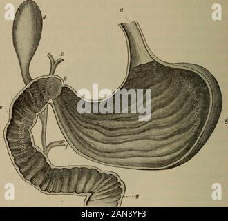 An academic physiology and hygiene . to the action of the gas