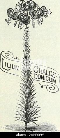 Bulbs, plants, and seeds for autumn planting : 1897 . LILIUM CANDIDUM.. Allies... (Continued). Batemanise. A Japanese Lily, growing from 3 to 4 feethit;lJ and producing bright apricot-tinted flowers; bloomsin July. 15c. each, $1.5u per doz. Brownii. One of the most beautiful Lilies; immensetnitapet-shaped flowers lu inches in length ; interior,pure white with chocolate colored anthers; exterior,brownish purple, easily grown in any light sandy loam ;it is also well adapted for pots. (.See cut.) 75c. each, $7.50per doz. Caudidnm. (Anniinoiatlon, Madonna or St. .Toseph Lily.)The well-known Garden Stock Photo