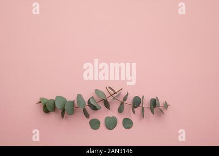 Border of eucalyptus leaves on a pastel pink background. Lay flat Stock Photo