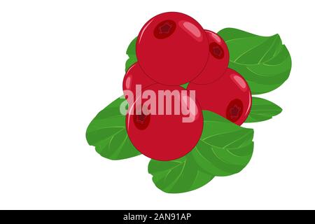 Lingonberry on isolated white background. Ripe berries flat icon, cosmetics sign, healthy food logo. Cranberries with leaf for poster natural product Stock Vector
