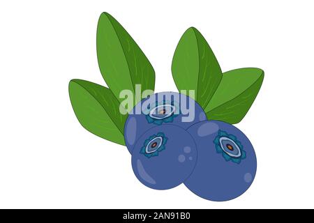 Blueberry  isolated on white background. Fresh fruit, ripe blueberries with leaves icon for label, sign, print, poster. Flat cartoon design. Vector Stock Vector