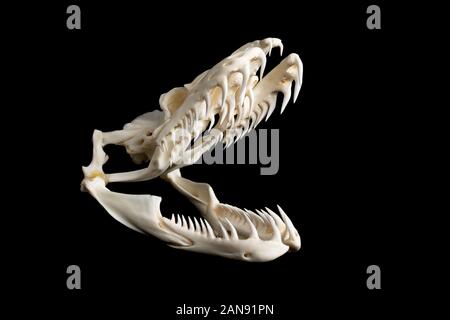 skull of a large reticulated python snake - malayopython reticulatus seen from the right side on a black background Stock Photo