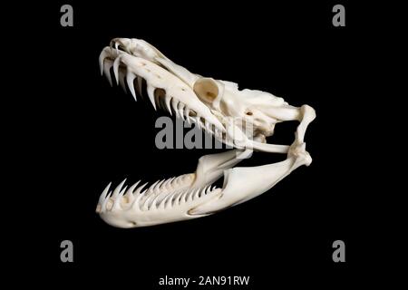skull of a large reticulated python snake - malayopython reticulatus seen from the left side on a black background Stock Photo