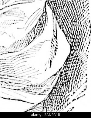 Daily Colonist (1894-07-28) .  BAIiY LARIYIEIIE. Fortunate and truly liaiipy aro allhomes where tne lialiy daily neuri.shedon life-giving Lactalod loin!. Father,mothers, brother. and sisters aduro thelittle home jewel fed on Laetated Food ;it is always healthy, hajipy, contented,and sleeps aweeth and well. No food inthe world for infants u.se has ever re-ceived such praise and commendationfrom parents and the beat physicians. Tho Rev. D. Lariviere, B. A., pastor of LKt,Ii30 dii Redeiuiiteur, CiiiithamSt., Montreal, writes aa follows : 1 am.seuding you a photo of one of your inauj-baby friends Stock Photo