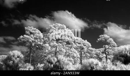 Black & White infrared red image taken in Lemon Bay Park in Englewood Florida ,United States