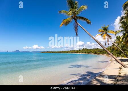 Sainte-Anne, Martinique, FWI - Leaning coconut palm trees in Anse Michel beach. Diamond rock (Le Diamant) in the back Stock Photo