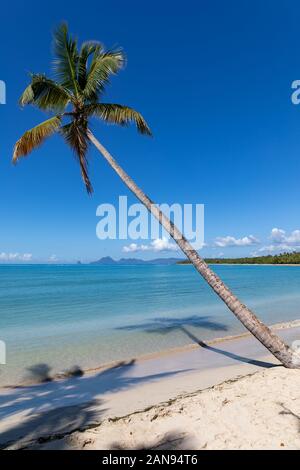 Sainte-Anne, Martinique, FWI - Leaning coconut palm tree in Anse Michel beach - Diamond rock (Rocher du Diamant) in the back Stock Photo