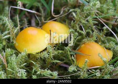 Hygrocybe ceracea, known as butter waxcap or wax cap, wild mushroom from Finland Stock Photo