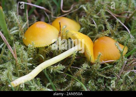 Hygrocybe ceracea, known as butter waxcap or wax cap, mushrooms from Finland Stock Photo