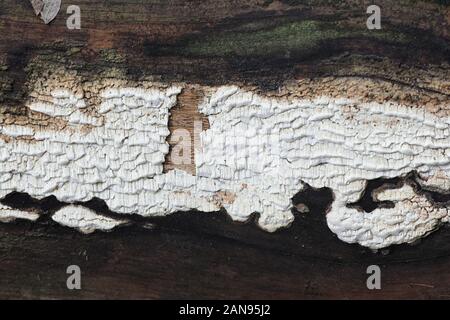 Antrodia xantha, known as Yellow Porecrust, crust fungus from Finland Stock Photo