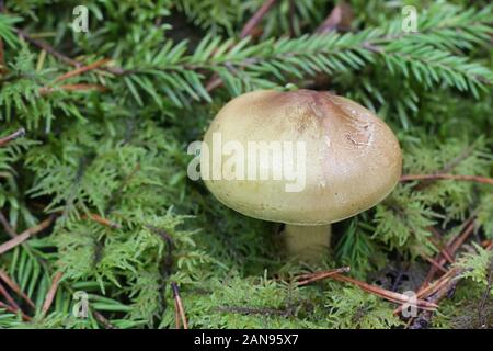 Tricholoma frondosae (Tricholoma equestre var. populinum), known as man on horseback or yellow knight, wild mushrooms from Finland Stock Photo