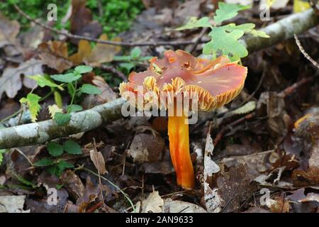Hygrocybe punicea, known as Crimson waxcap or Scarlet Waxy Cap, mushrooms from Finland Stock Photo