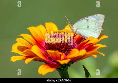 Closeup of Clouded Sulfur butterfly (Colias philodice) feeding on red and yellow Zinnia flower in Quebec garden. Stock Photo