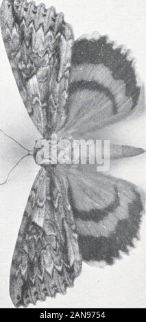 As nature shows them; moths and butterflies of the United States, east of the Rocky mountainsWith over 400 photographic illustrations in the text and many transfers of species from life .