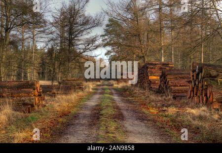 Harvest in forestry: piles of tree stems along a path in the forest Stock Photo