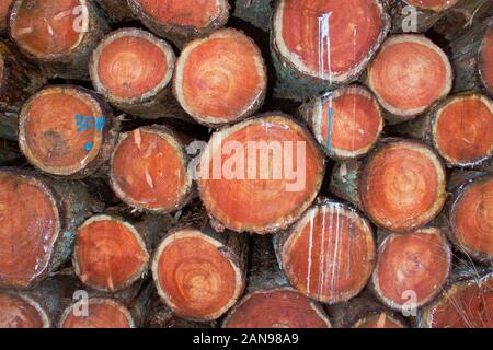 Pile of tree stems in a forest after harvest Stock Photo