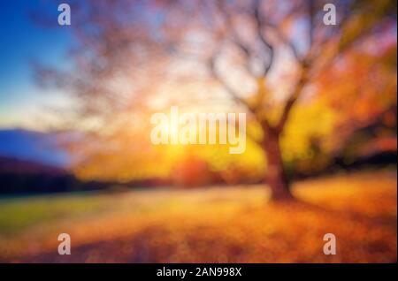 Fantastic morning scene. Red and yellow autumn leaves. Retro filtered. Beauty world. Natural blurred background. Soft light effect. Stock Photo