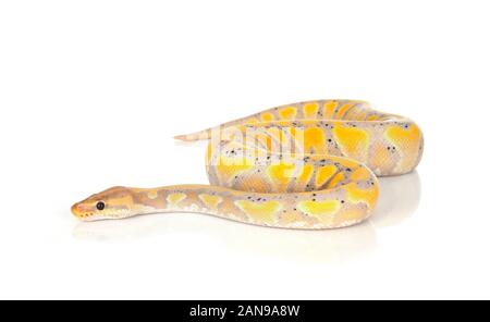 ball python in front of white background Stock Photo