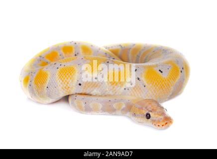 ball python in front of white background Stock Photo