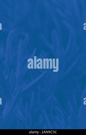 Abstract gradient classic blue background with succulent plant pattern Stock Photo