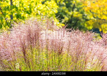 Pink flowers of miscanthus grass (Miscanthus floridulus (Lab.) Warb. ex Schum. et Laut.) Stock Photo